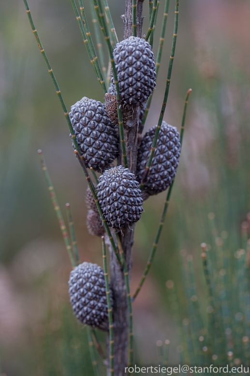 cones